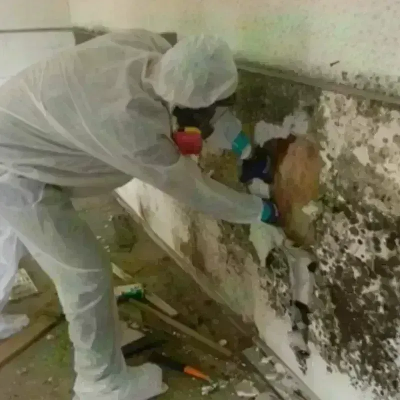 Mold Remediation and Removal in Crawford County, IN